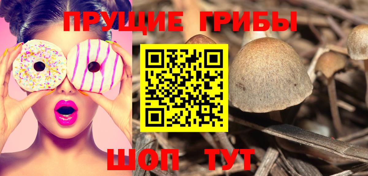 Галлюциногенные грибы Psilocybine cubensis Ахтубинск
